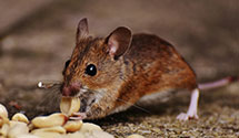 24 Hour & Emergency Exterminators in Sherwood, NC